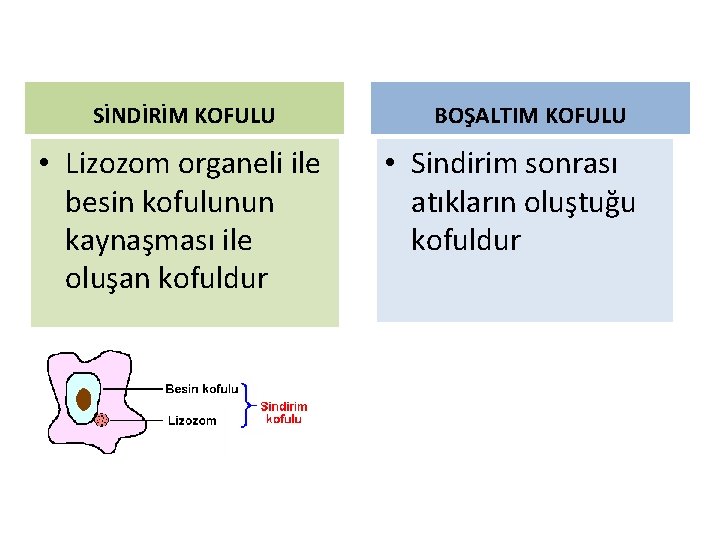 SİNDİRİM KOFULU • Lizozom organeli ile besin kofulunun kaynaşması ile oluşan kofuldur BOŞALTIM KOFULU