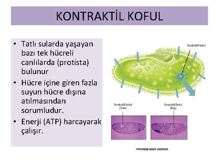 KONTRAKTİL KOFUL • Tatlı sularda yaşayan bazı tek hücreli canlılarda (protista) bulunur • Hücre KONTRAKTİL KOFUL • Tatlı sularda yaşayan bazı tek hücreli canlılarda (protista) bulunur • Hücre
