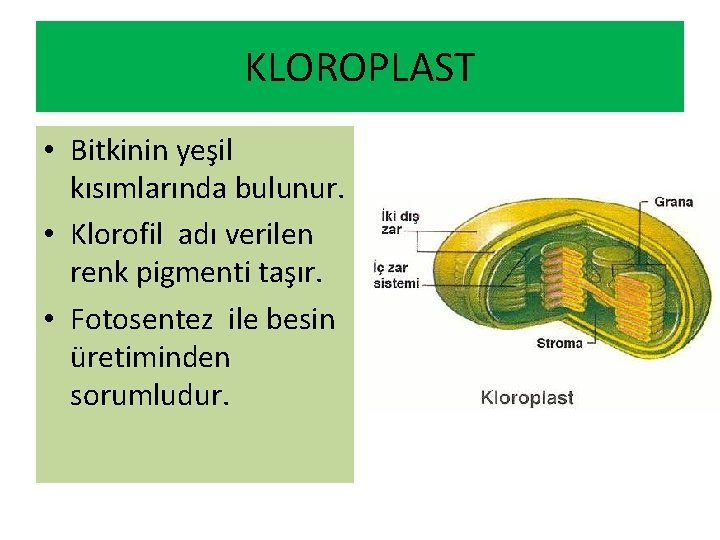 KLOROPLAST • Bitkinin yeşil kısımlarında bulunur. • Klorofil adı verilen renk pigmenti taşır. • KLOROPLAST • Bitkinin yeşil kısımlarında bulunur. • Klorofil adı verilen renk pigmenti taşır. •