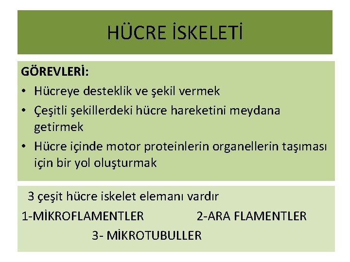 HÜCRE İSKELETİ GÖREVLERİ: • Hücreye desteklik ve şekil vermek • Çeşitli şekillerdeki hücre hareketini