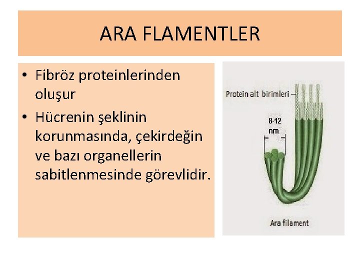 ARA FLAMENTLER • Fibröz proteinlerinden oluşur • Hücrenin şeklinin korunmasında, çekirdeğin ve bazı organellerin ARA FLAMENTLER • Fibröz proteinlerinden oluşur • Hücrenin şeklinin korunmasında, çekirdeğin ve bazı organellerin