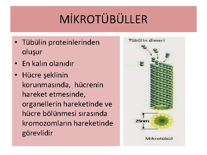 MİKROTÜBÜLLER • Tübülin proteinlerinden oluşur • En kalın olanıdır • Hücre şeklinin korunmasında, hücrenin