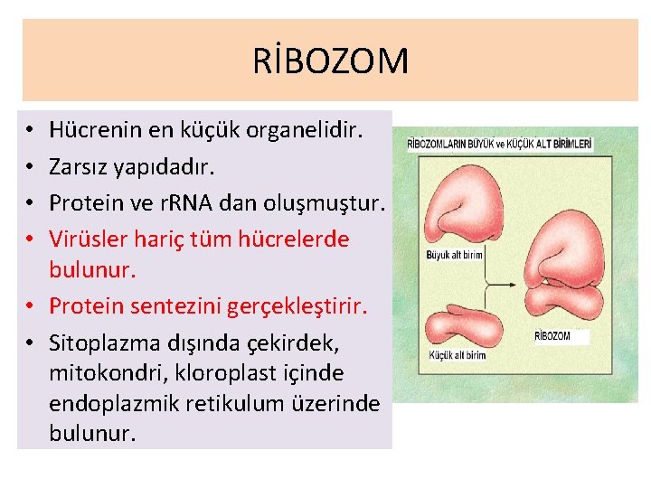 RİBOZOM Hücrenin en küçük organelidir. Zarsız yapıdadır. Protein ve r. RNA dan oluşmuştur. Virüsler