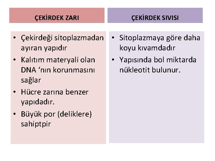 ÇEKİRDEK ZARI ÇEKİRDEK SIVISI • Çekirdeği sitoplazmadan • Sitoplazmaya göre daha ayıran yapıdır koyu ÇEKİRDEK ZARI ÇEKİRDEK SIVISI • Çekirdeği sitoplazmadan • Sitoplazmaya göre daha ayıran yapıdır koyu