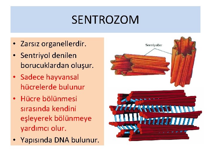 SENTROZOM • Zarsız organellerdir. • Sentriyol denilen borucuklardan oluşur. • Sadece hayvansal hücrelerde bulunur