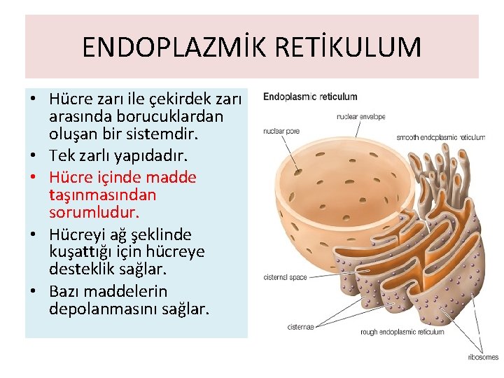 ENDOPLAZMİK RETİKULUM • Hücre zarı ile çekirdek zarı arasında borucuklardan oluşan bir sistemdir. •