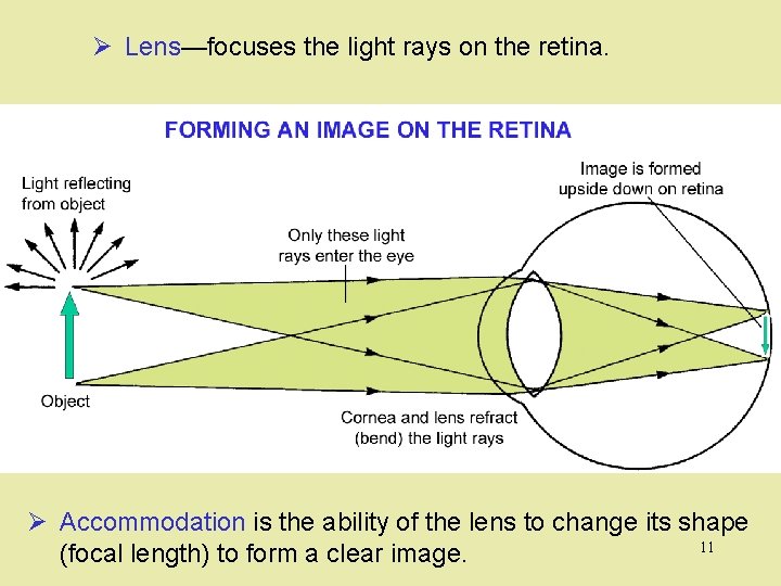 Ø Lens—focuses the light rays on the retina. Ø Accommodation is the ability of
