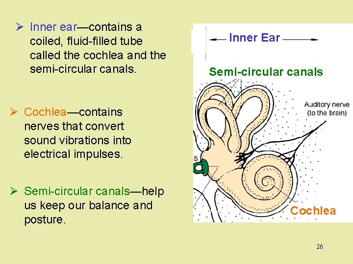 Ø Inner ear—contains a coiled, fluid-filled tube called the cochlea and the semi-circular canals.