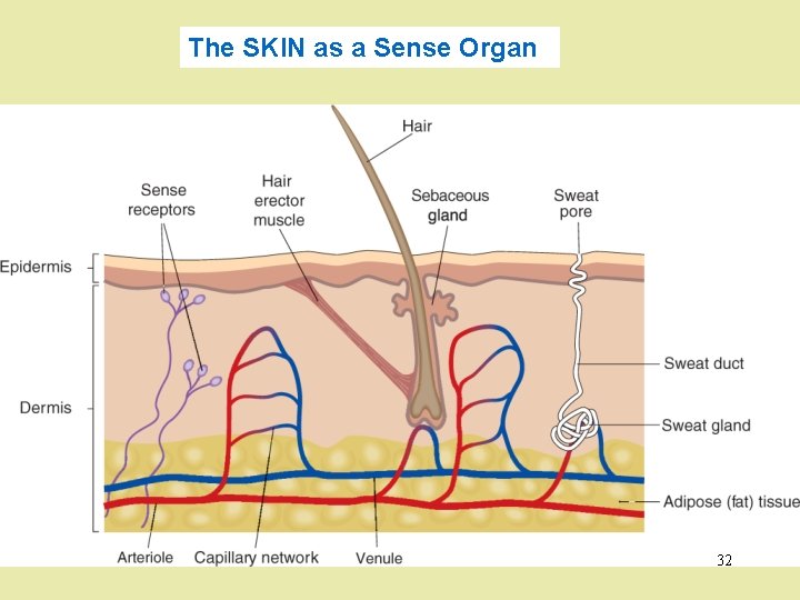 The SKIN as a Sense Organ 32 