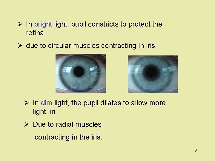 Ø In bright light, pupil constricts to protect the retina Ø due to circular