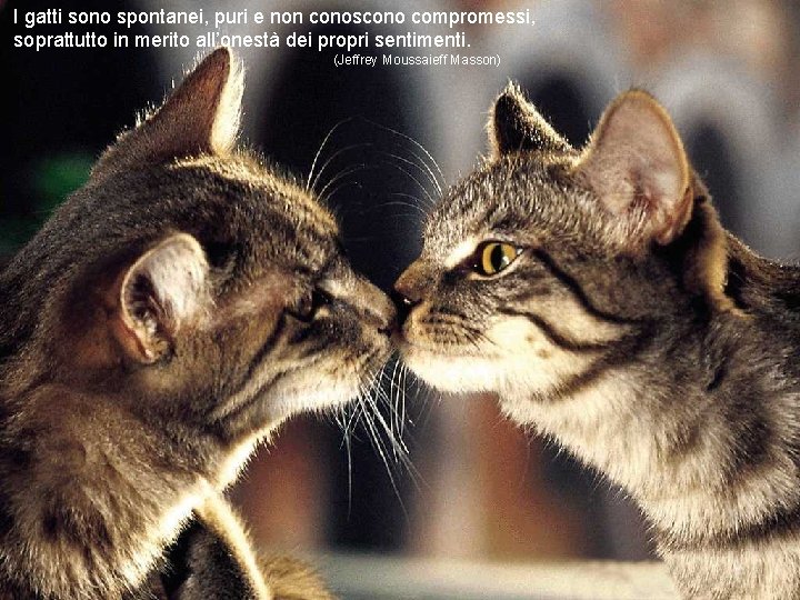 I gatti sono spontanei, puri e non conoscono compromessi, soprattutto in merito all’onestà dei