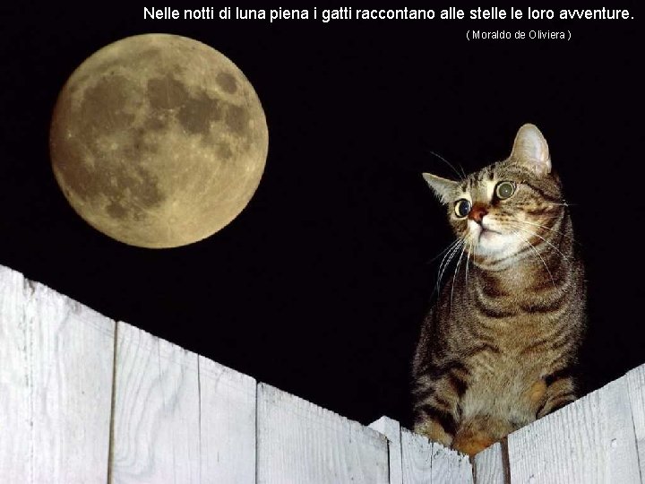 Nelle notti di luna piena i gatti raccontano alle stelle le loro avventure. (
