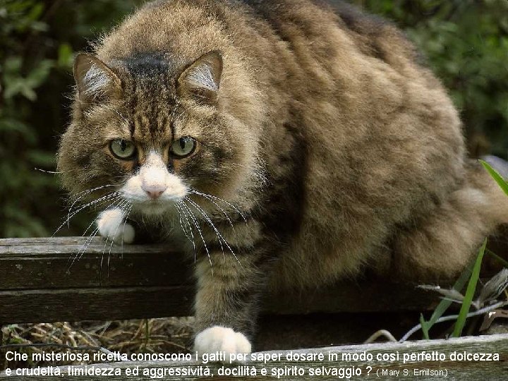 Che misteriosa ricetta conoscono i gatti per saper dosare in modo così perfetto dolcezza