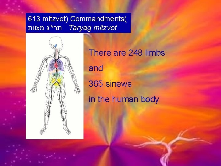 613 mitzvot) Commandments( מצוות תרי"ג Taryag mitzvot There are 248 limbs and 365 sinews