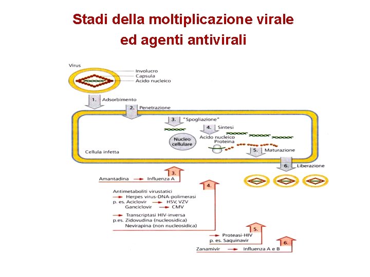 Stadi della moltiplicazione virale ed agenti antivirali 