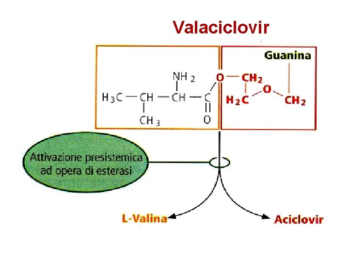 Valaciclovir 