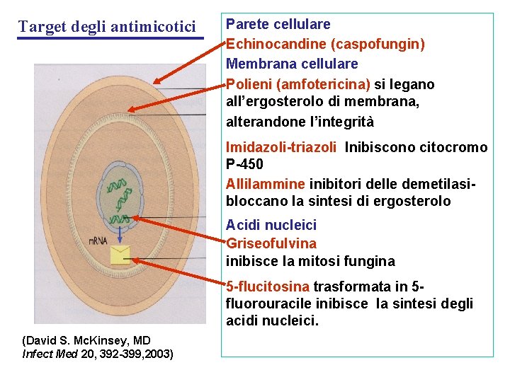 Target degli antimicotici Parete cellulare Echinocandine (caspofungin) Membrana cellulare Polieni (amfotericina) si legano all’ergosterolo