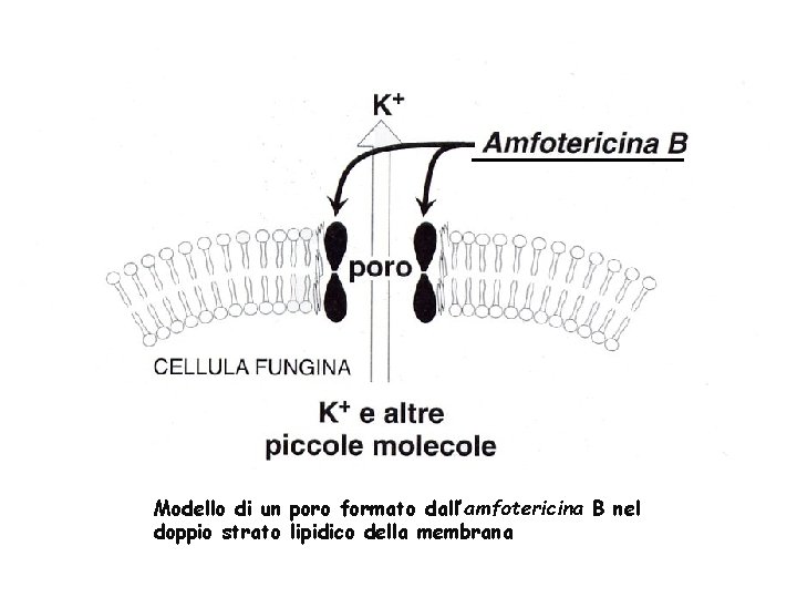Modello di un poro formato dall’amfotericina B nel doppio strato lipidico della membrana Modello di un poro formato dall’amfotericina B nel doppio strato lipidico della membrana