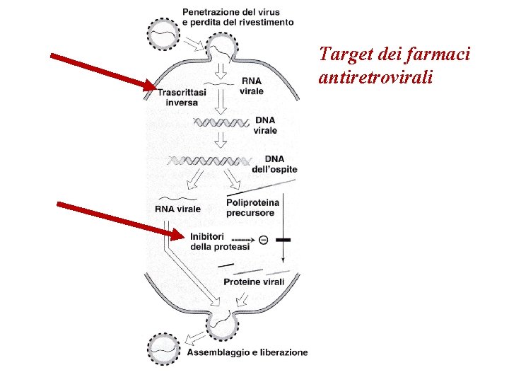 Target dei farmaci antiretrovirali 