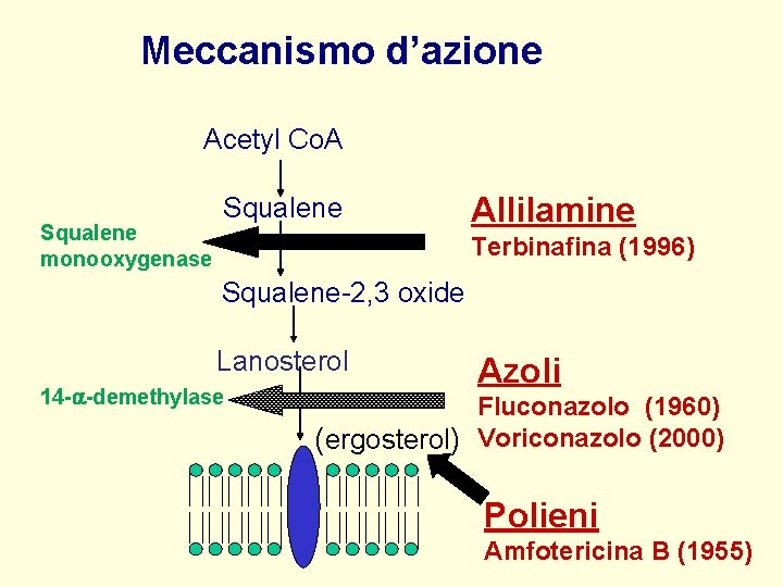 Meccanismo d’azione Acetyl Co. A Squalene monooxygenase Squalene Allilamine Terbinafina (1996) Squalene-2, 3 oxide