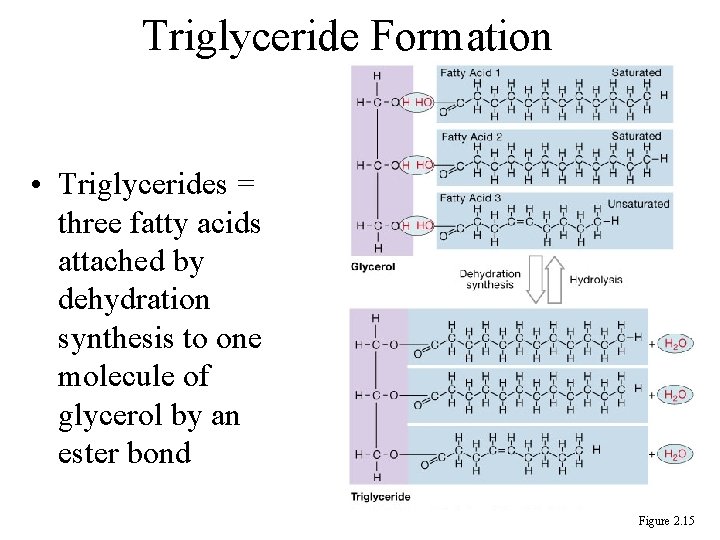 Triglyceride Formation • Triglycerides = three fatty acids attached by dehydration synthesis to one