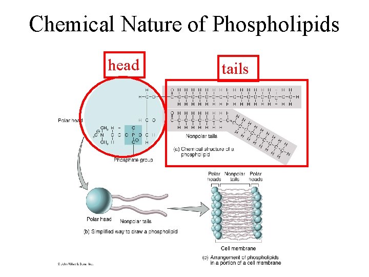 Chemical Nature of Phospholipids head tails 