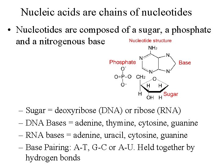 Nucleic acids are chains of nucleotides • Nucleotides are composed of a sugar, a