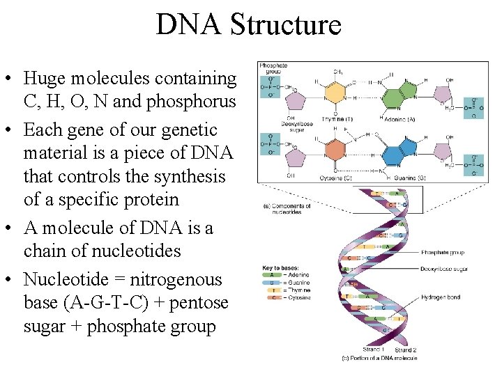 DNA Structure • Huge molecules containing C, H, O, N and phosphorus • Each