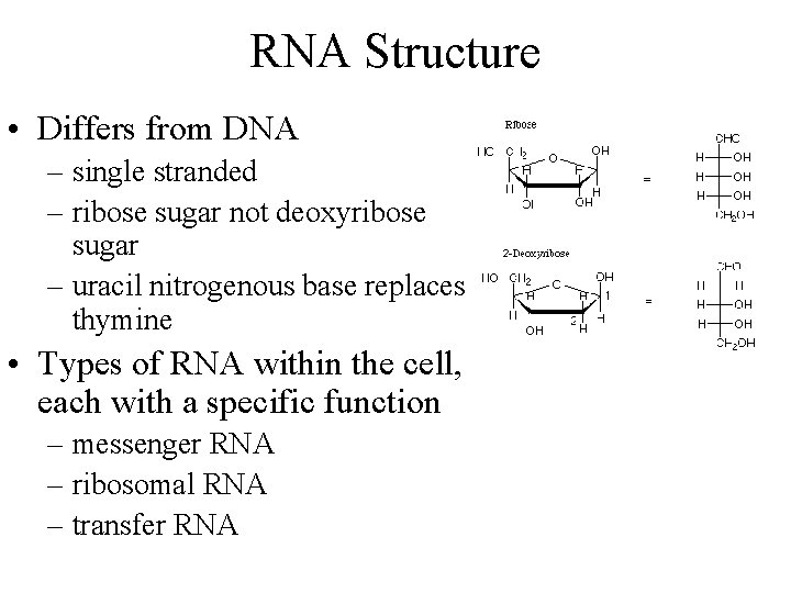 RNA Structure • Differs from DNA – single stranded – ribose sugar not deoxyribose