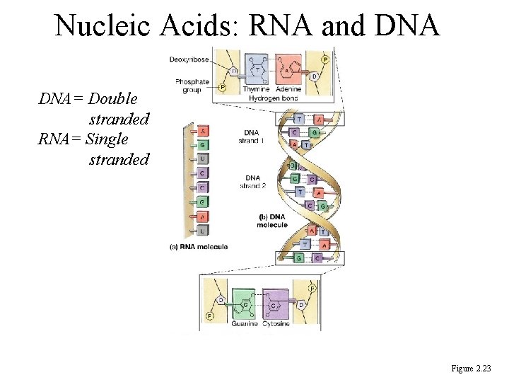Nucleic Acids: RNA and DNA= Double stranded RNA= Single stranded Figure 2. 23 
