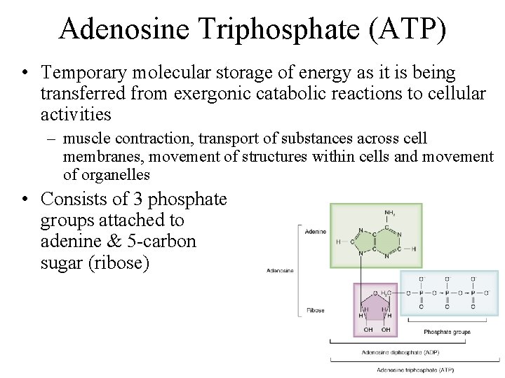 Adenosine Triphosphate (ATP) • Temporary molecular storage of energy as it is being transferred