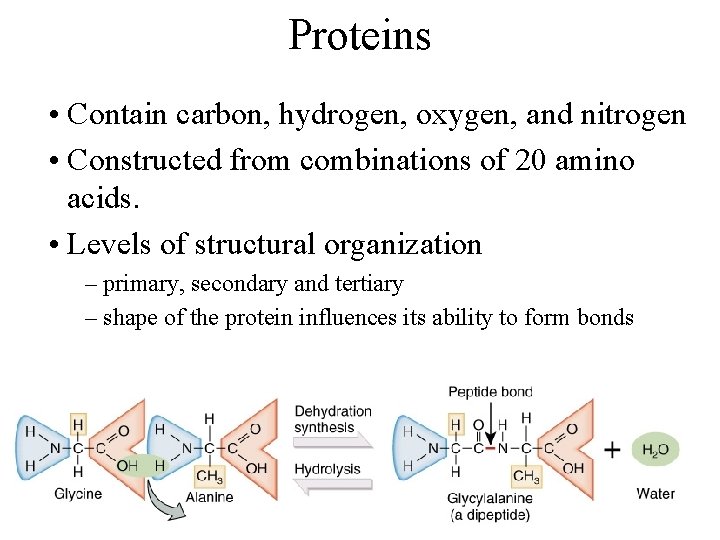 Proteins • Contain carbon, hydrogen, oxygen, and nitrogen • Constructed from combinations of 20