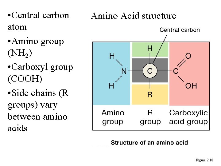  • Central carbon atom • Amino group (NH 2) • Carboxyl group (COOH)