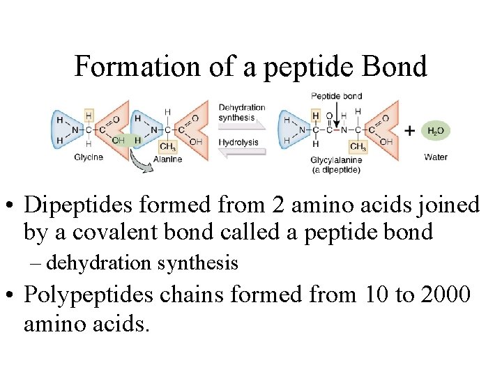 Formation of a peptide Bond • Dipeptides formed from 2 amino acids joined by