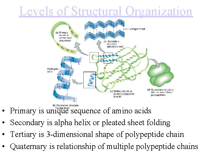 Levels of Structural Organization • • Primary is unique sequence of amino acids Secondary