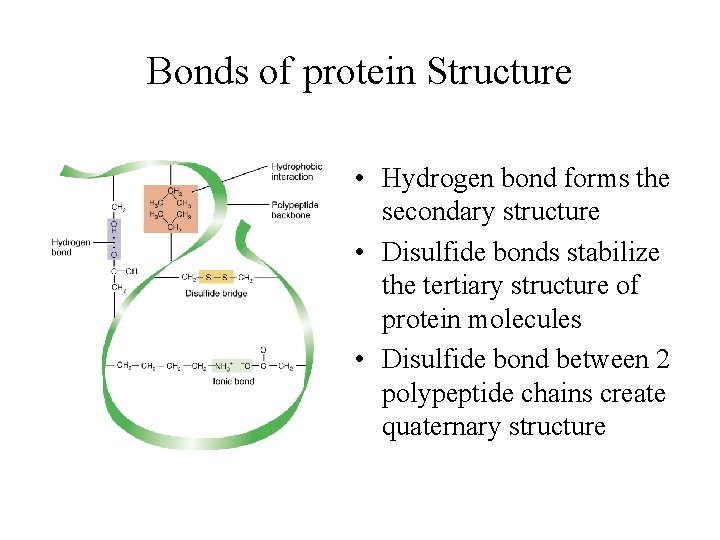 Bonds of protein Structure • Hydrogen bond forms the secondary structure • Disulfide bonds
