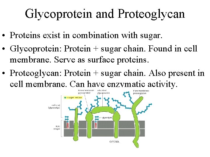Glycoprotein and Proteoglycan • Proteins exist in combination with sugar. • Glycoprotein: Protein +