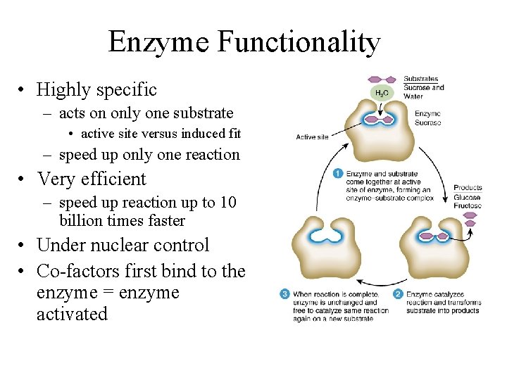 Enzyme Functionality • Highly specific – acts on only one substrate • active site