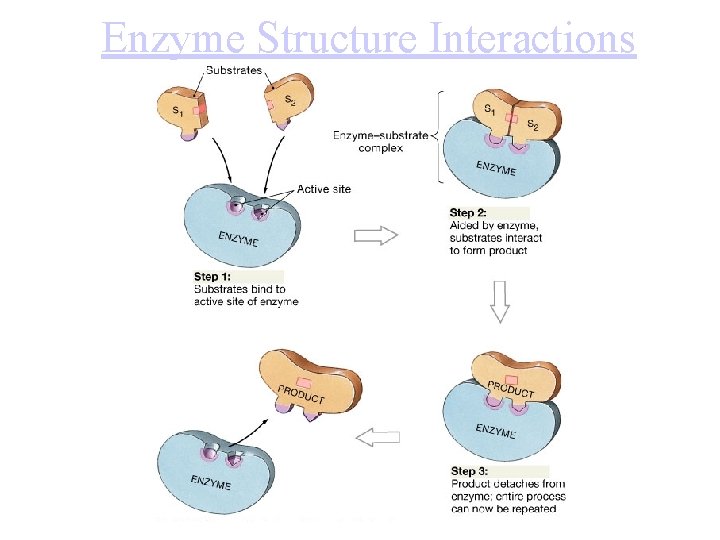 Enzyme Structure Interactions 