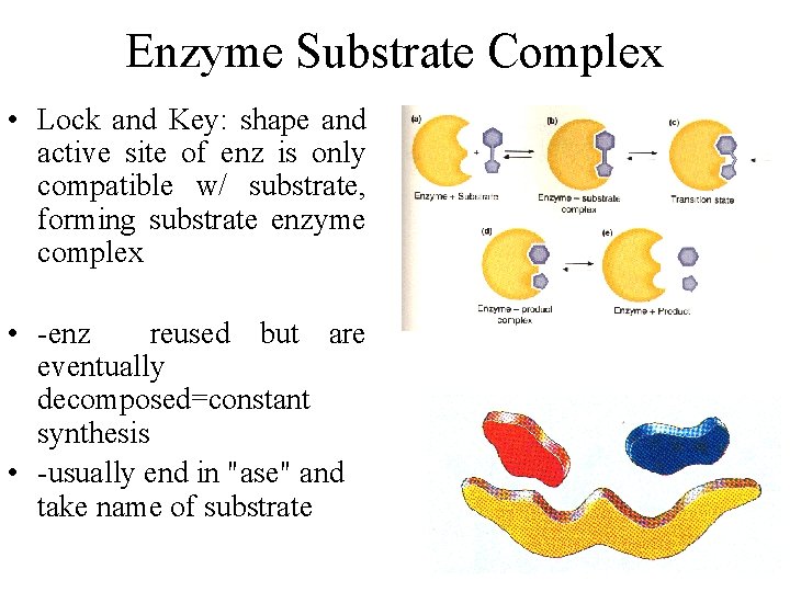 Enzyme Substrate Complex • Lock and Key: shape and active site of enz is