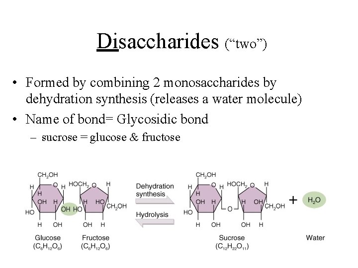 Disaccharides (“two”) • Formed by combining 2 monosaccharides by dehydration synthesis (releases a water