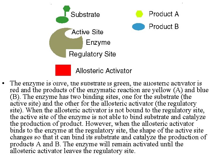  • The enzyme is olive, the substrate is green, the allosteric activator is
