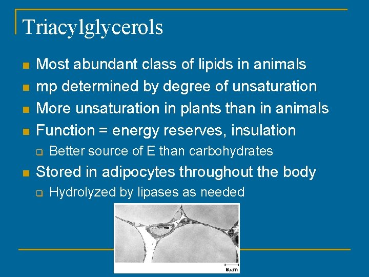 Triacylglycerols n n Most abundant class of lipids in animals mp determined by degree Triacylglycerols n n Most abundant class of lipids in animals mp determined by degree