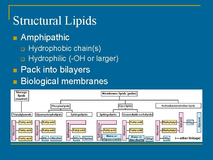 Structural Lipids n Amphipathic q q n n Hydrophobic chain(s) Hydrophilic (-OH or larger) Structural Lipids n Amphipathic q q n n Hydrophobic chain(s) Hydrophilic (-OH or larger)