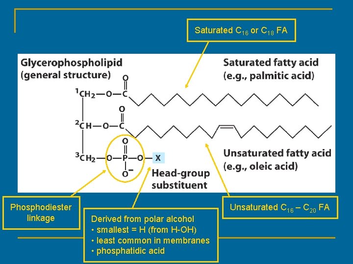 Saturated C 16 or C 18 FA Phosphodiester linkage Unsaturated C 16 – C Saturated C 16 or C 18 FA Phosphodiester linkage Unsaturated C 16 – C