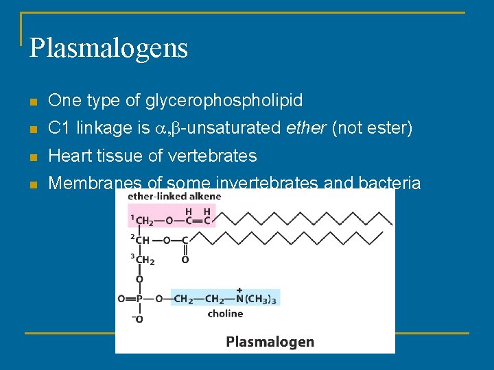 Plasmalogens n One type of glycerophospholipid n C 1 linkage is a, b-unsaturated ether Plasmalogens n One type of glycerophospholipid n C 1 linkage is a, b-unsaturated ether