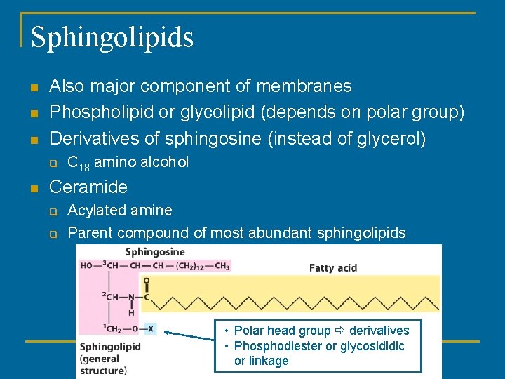 Sphingolipids n n n Also major component of membranes Phospholipid or glycolipid (depends on Sphingolipids n n n Also major component of membranes Phospholipid or glycolipid (depends on