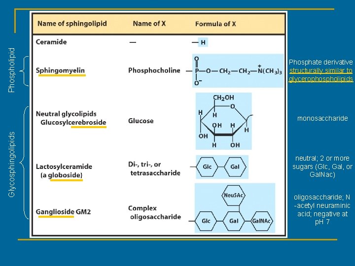 Phospholipid Phosphate derivative structurally similar to glycerophospholipids Glycosphingolipids monosaccharide neutral; 2 or more sugars Phospholipid Phosphate derivative structurally similar to glycerophospholipids Glycosphingolipids monosaccharide neutral; 2 or more sugars