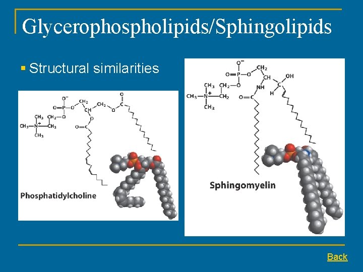 Glycerophospholipids/Sphingolipids § Structural similarities Back Glycerophospholipids/Sphingolipids § Structural similarities Back