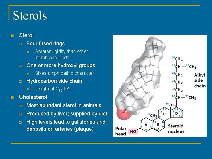 Sterols n Sterol q Four fused rings n q One or more hydroxyl groups Sterols n Sterol q Four fused rings n q One or more hydroxyl groups